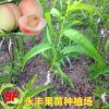 果苗 果树苗 水蜜桃苗 桃苗 五月水蜜桃