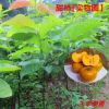 果苗 果树苗 柿子苗 甜柿 嫁接