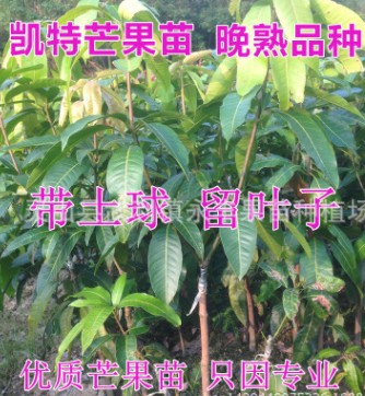 果苗 果树苗 芒果苗 凯特芒果苗 晚熟品种