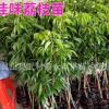 果树苗 荔枝苗 果苗 桂味荔枝苗 妃子笑荔枝苗 无核荔枝苗