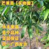 果苗 果树苗 芒果苗 金煌芒 台农一号 红贵妃 凯特 四季蜜芒