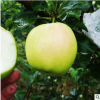 蜜脆苹果苗现挖现卖烟富0号苹果苗价格优惠红富士苹果苗量大从优