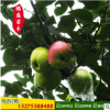 红心苹果树苗基地批发果实甜苹果树苗收益高价格低廉矮化苹果树苗
