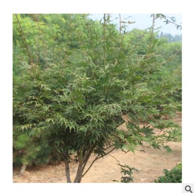 红枫树苗出售 庭院绿化观叶植物日本红枫树苗量大从优图3