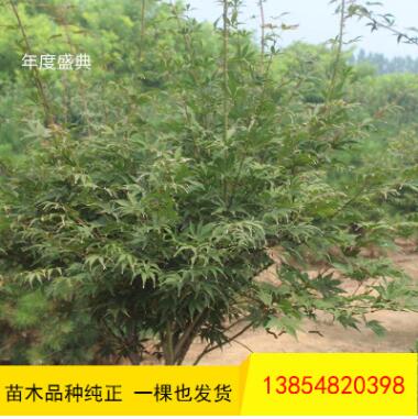 红枫树苗出售 庭院绿化观叶植物日本红枫树苗量大从优图2