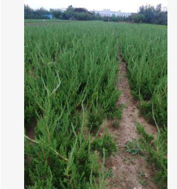 批发龙柏 工程道路绿化用 常青地栽龙柏树 低价出售图2