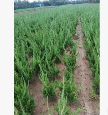 批发龙柏 工程道路绿化用 常青地栽龙柏树 低价出售图3