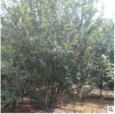 直销海棠树 现场看苗起苗海棠树品种多样规格全量大优惠图3