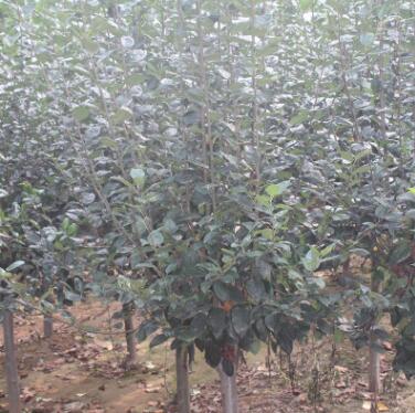 直销海棠树 现场看苗起苗海棠树品种多样规格全量大优惠图2