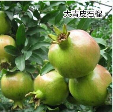 无籽石榴苗突尼斯软籽石榴树苗黒籽石榴树果树南北方种植当年结果图2