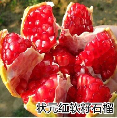 无籽石榴苗突尼斯软籽石榴树苗黒籽石榴树果树南北方种植当年结果图3