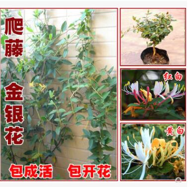 金银花苗盆栽攀援爬藤植物阳台庭院耐寒花卉盆景树苗四季常青苗木图2