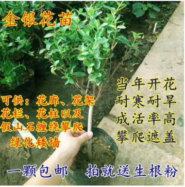 金银花苗盆栽攀援爬藤植物阳台庭院耐寒花卉盆景树苗四季常青苗木