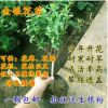 金银花苗盆栽攀援爬藤植物阳台庭院耐寒花卉盆景树苗四季常青苗木