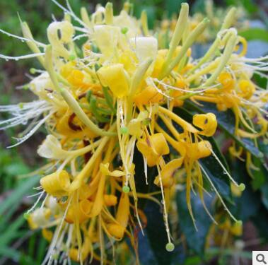 金银花苗盆栽攀援爬藤植物阳台庭院耐寒花卉盆景树苗四季常青苗木图3