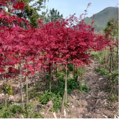 红枫树日本红枫中国四季红枫庭院工程绿化红舞姬盆栽地栽风景树图3
