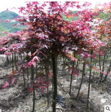 红枫树日本红枫中国四季红枫庭院工程绿化红舞姬盆栽地栽风景树图2