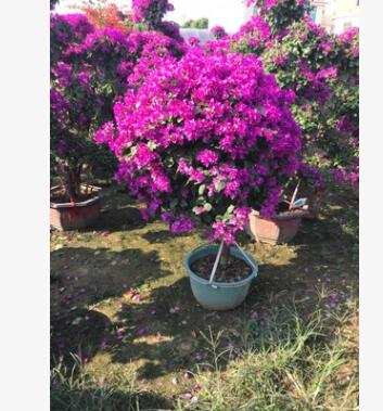 紫花三角梅球图3