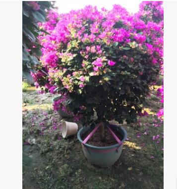 紫花三角梅球图2