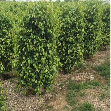 福建垂榕柱大量供应图3