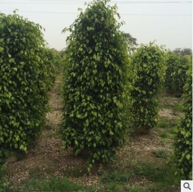 福建垂榕柱大量供应图2