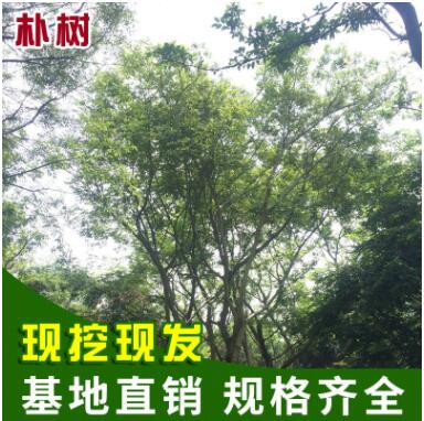 供应批发 工程用大规格全冠朴树 行道树庭院园林绿化朴树 举报图3