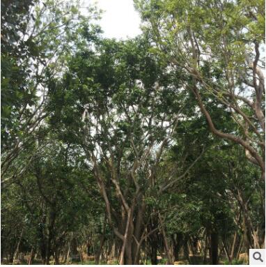 供应批发 工程用大规格全冠朴树 行道树庭院园林绿化朴树 举报图2