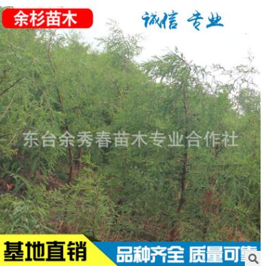 批发供应水杉 行道树景观树园林绿化小苗 基地批发 四季常青图2