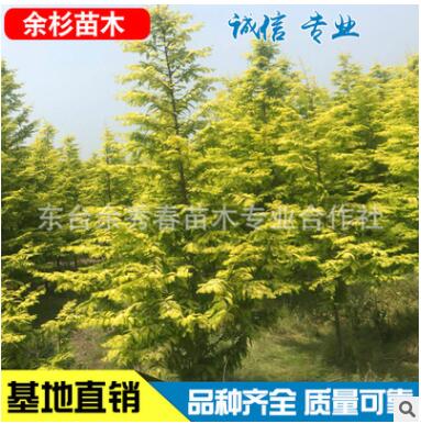 金叶水杉 小区 公园 园林绿化植物 工程绿化大乔木湿地绿植图2