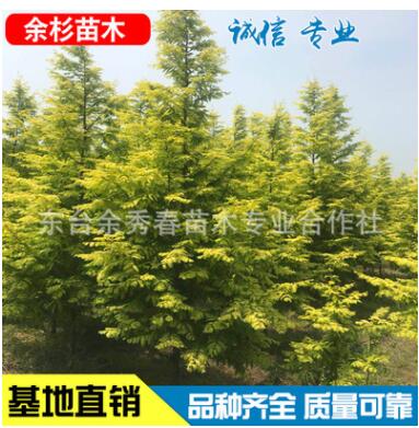 金叶水杉 小区 公园 园林绿化植物 工程绿化大乔木湿地绿植图3