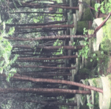 绿化用红豆杉大树