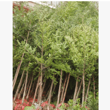 红豆杉3cm,48元每株.红豆杉小苗1.5元起。