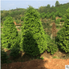 常绿乔木红豆杉出售 优价供应各规格园林绿化观赏树 品种优良