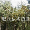 广玉兰