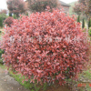 红叶石楠
