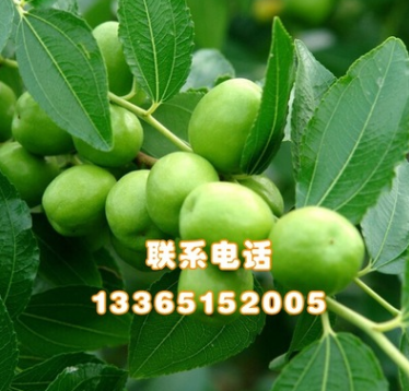 果树苗 台湾大青枣国内现在好品种 枣树苗 3年嫁接苗当年结果