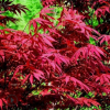 日本红枫批发 红舞姬 红舞妓 三季红 红枫 风景树 绿化工程