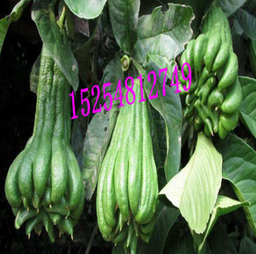 基地直销 金佛手果树苗盆景 盆栽佛手苗 包成活