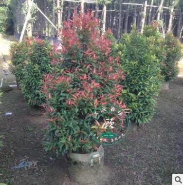 红运 红叶石楠球 纯正红罗宾 红叶石楠苗 庭院绿化苗木图3