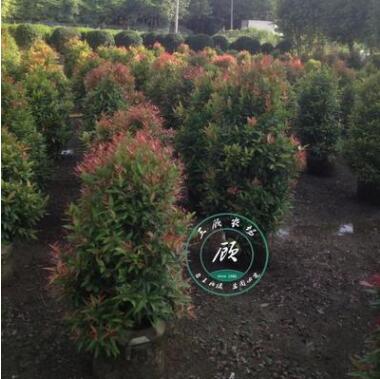 红运 红叶石楠球 纯正红罗宾 红叶石楠苗 庭院绿化苗木图2