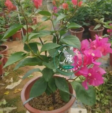 三角梅爬藤花卉 攀援花卉绿篱庭院植物重瓣大苗三叶花室内外盆栽图3