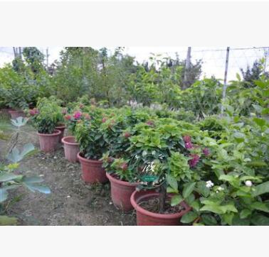 三角梅爬藤花卉 攀援花卉绿篱庭院植物重瓣大苗三叶花室内外盆栽图2