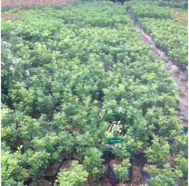 开花盆景植物 米兰花 室内客厅绿植盆栽 驱蚊子 四季常青花卉苗图2