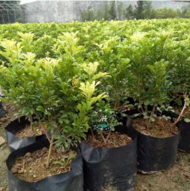 开花盆景植物 米兰花 室内客厅绿植盆栽 驱蚊子 四季常青花卉苗图3