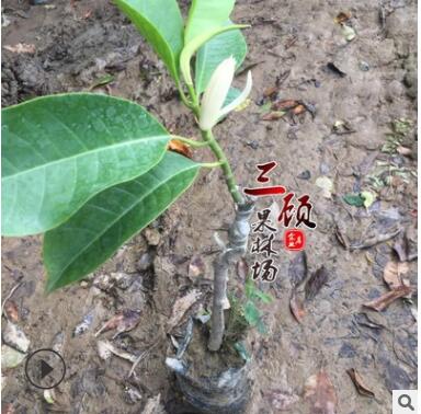 白兰花苗/黄桷兰树苗/黄果兰苗/玉兰树苗嫁接绿化苗基地批发图3