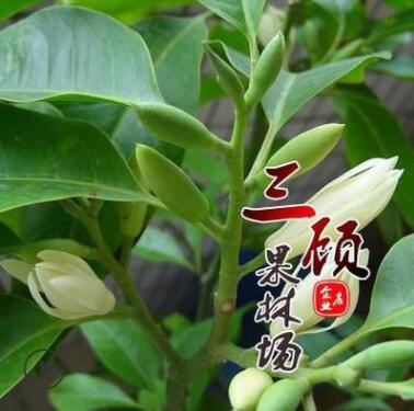 白兰花苗/黄桷兰树苗/黄果兰苗/玉兰树苗嫁接绿化苗基地批发图2