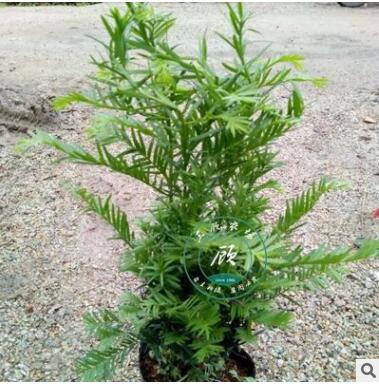 小盆栽盆景花卉室内室外发财树绿植物南方红豆杉树苗 红豆杉盆栽