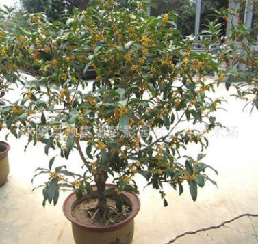 桂花树苗批发庭院盆栽装饰桂花树货源足 桂花树 大型工程苗图2