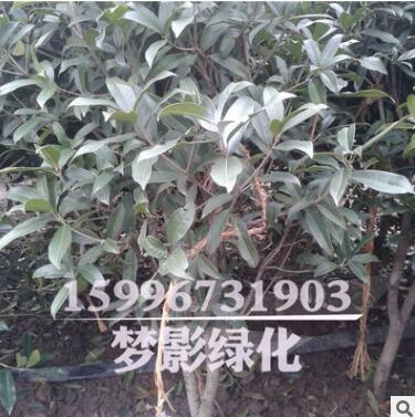 桂花树苗批发庭院盆栽装饰桂花树货源足 桂花树 大型工程苗图3