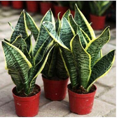 室内花卉盆栽植物金边虎皮兰批发多肉植物精品盆景虎皮兰苗盆栽图2